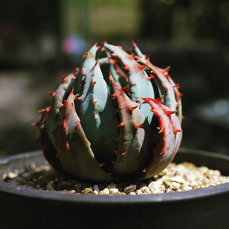 柏加芦荟  ALOE peglwerae 多肉植物多头群生老桩播种实生