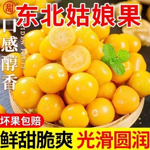 东北菇娘果薄皮新鲜现摘特大号灯笼果当季姑娘果大果甜菇凉一整箱