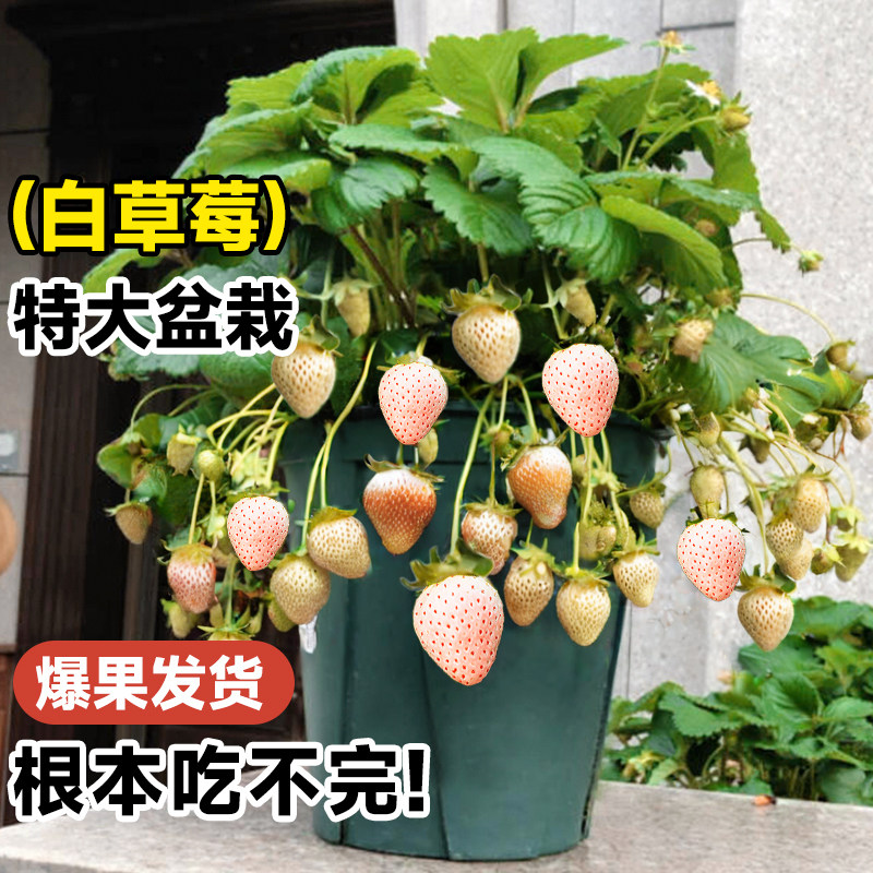 速发白色草果盆栽带果盆栽四季结莓原土原植室内台种植新苗秧绿盆