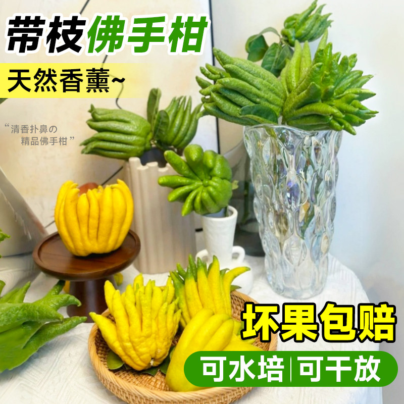 速发水培手物佛植柑鲜果新鲜室内水养佛手瓜桌赏绿植车载摆放观面