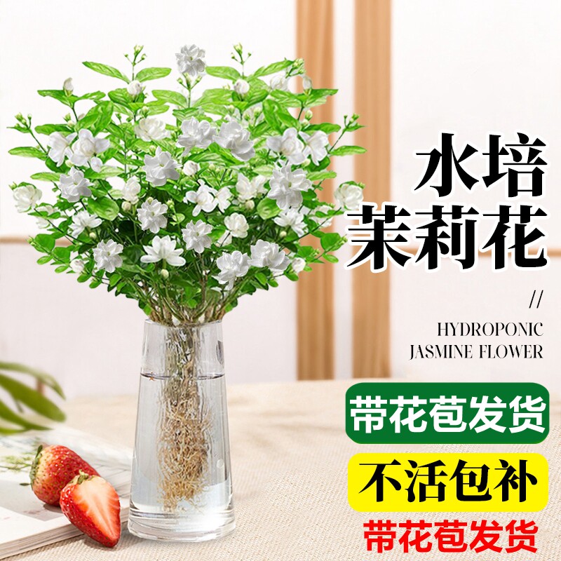 速发水莉植物养培花盆栽带花苞绿植室内好茉花卉九里香四季开花