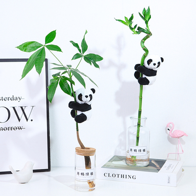 速发水培植物富贵竹发运树室内水养绿植盆栽水培转财竹桌公室办面