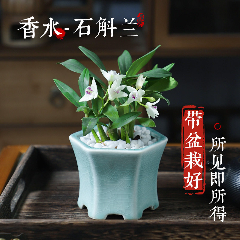 速发石斛兰盆带栽花室内迷你桌景绿植花卉植物禅意盆面四季好养活