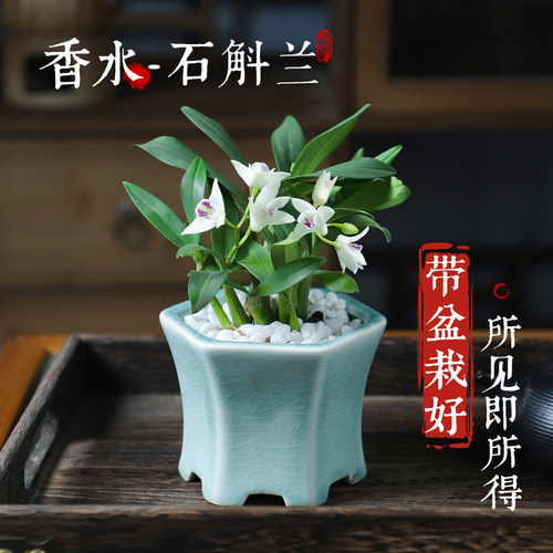 速发石斛兰盆带栽花室内迷你桌景绿植花卉植物禅意盆面四季好养活