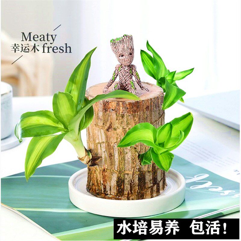 速发四木水养幸运 带芽水培植物室内桌面木季常青好养树桩格鲁特