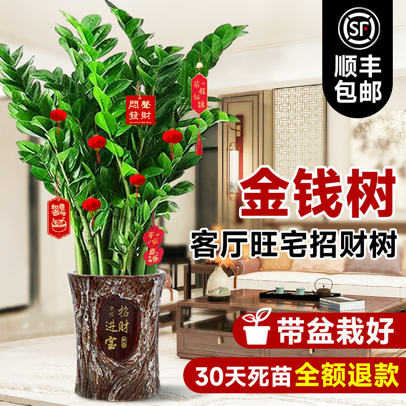 速发金钱厅盆栽树客大花盆办公室内旺宅大型好养绿植乔迁摇钱串子