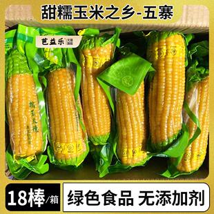 山西黄糯玉米真空包装忻州糯玉米新鲜大棒苞米甜粘黏五寨非东北黑