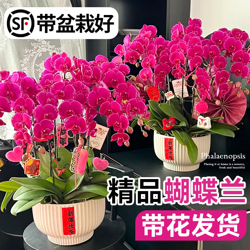 速发蝴蝶兰盆栽带花苞大花型兰花苗室内客厅高级花卉四季开花植物