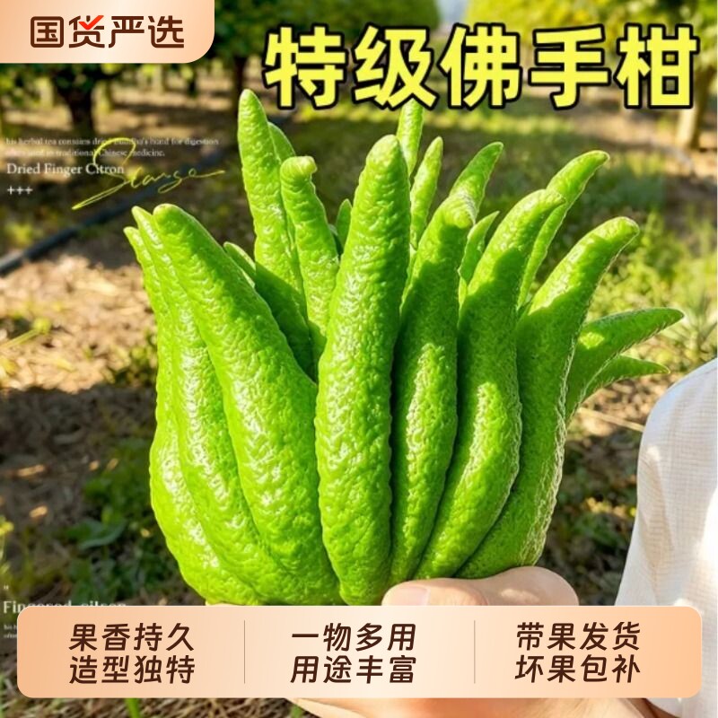 特大佛手柑鲜果新鲜佛手瓜切带枝室内摆件清供观赏闻香可食用绿植