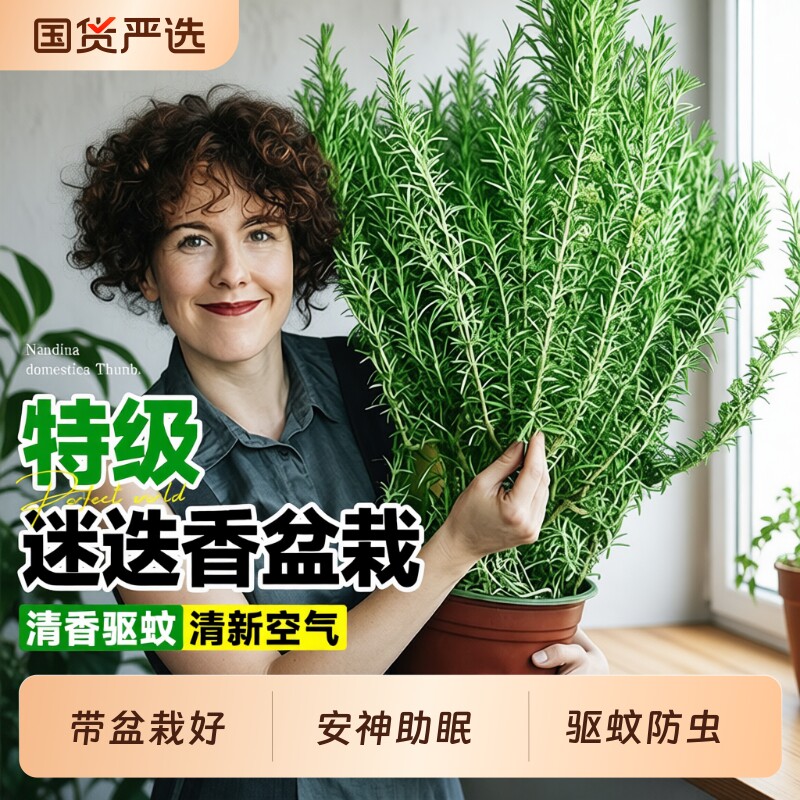 迷迭香盆栽香料百里香植物客厅阳台驱蚊香草食用牛排摆盘花盆陶瓷