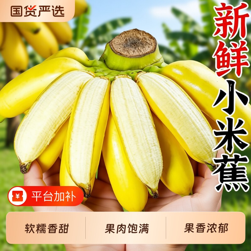 正宗广西小米蕉苹果蕉香蕉9斤新鲜水果整箱当季鲜自然熟粉蕉芭蕉