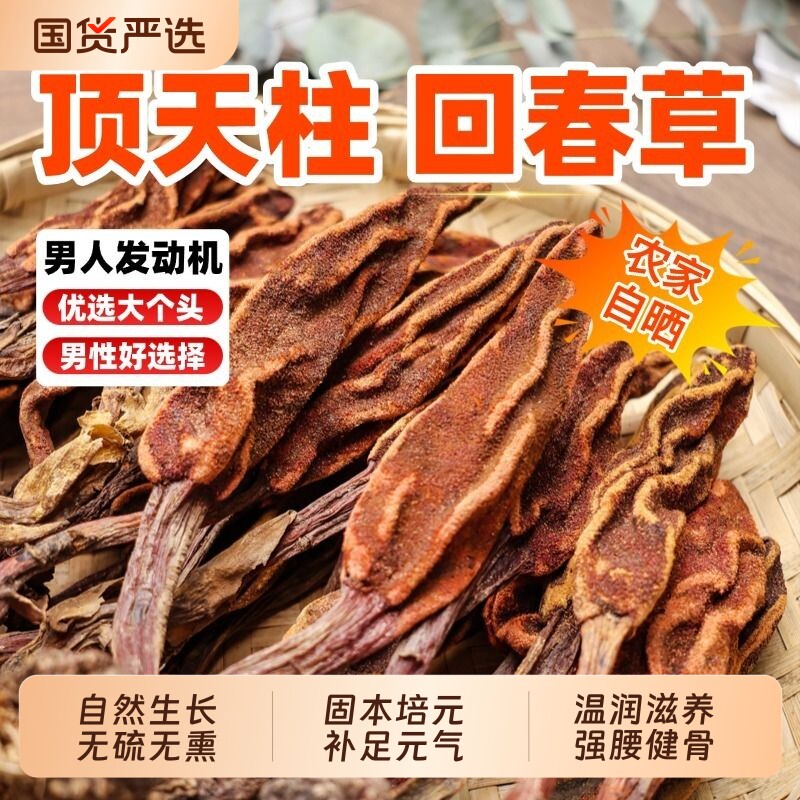 正品云南野生回春草旗舰店顶天柱泡酒正宗不老草泡茶泡水男性滋补