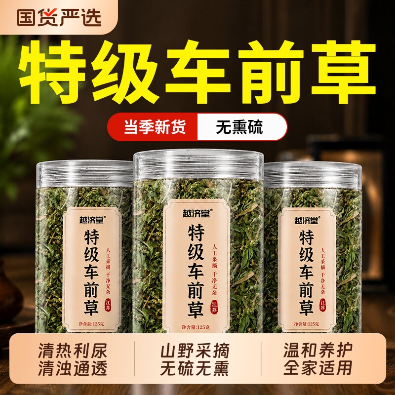 车前草野生干货官方旗舰店新鲜泡水喝的功效与作用中草药尿酸利尿