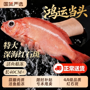 红石斑鱼鲜活冷冻超大红鱼龙胆富贵鱼深海鱼大鱼新鲜海鲜水产年货