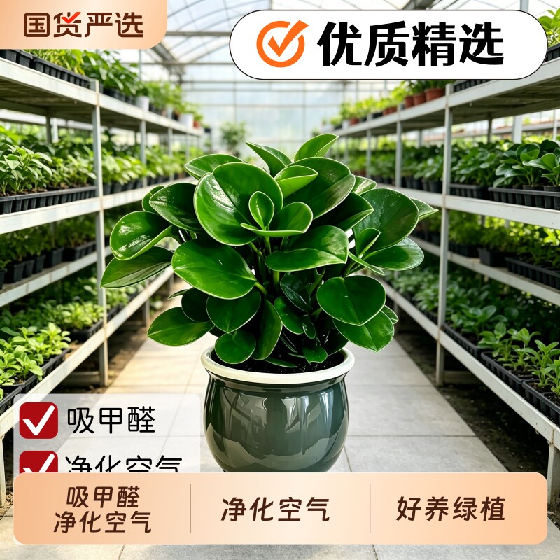 豆瓣绿碧玉盆栽四季常青室内绿植青叶客厅净化观叶桌面空气植物