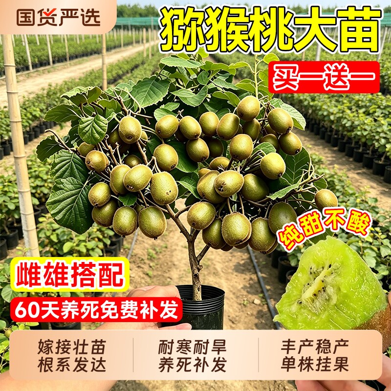 猕猴桃树果苗嫁接徐香红阳红心盆栽地栽雌雄同体南北种植当年结果图片