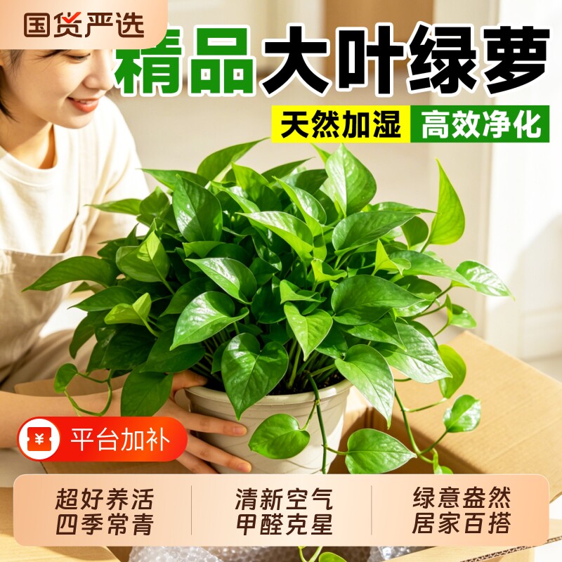 绿萝室内盆栽水培绿植大叶吸甲醛客厅净化空气四季常青耐阴好养活