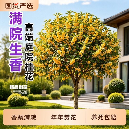 耐寒桂花树苗大树四季北方室外庭院地栽金桂盆栽丹桂开花植物阳台