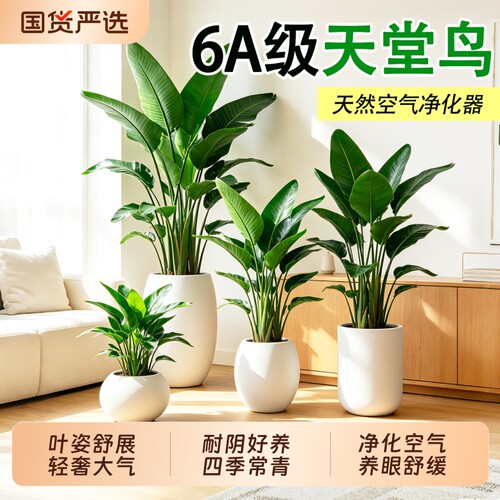天堂鸟绿植客厅大盆鹤望兰