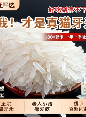 瑶山正宗猫牙米长粒香大米优质当季新米农家丝苗米煲仔饭真空晚稻