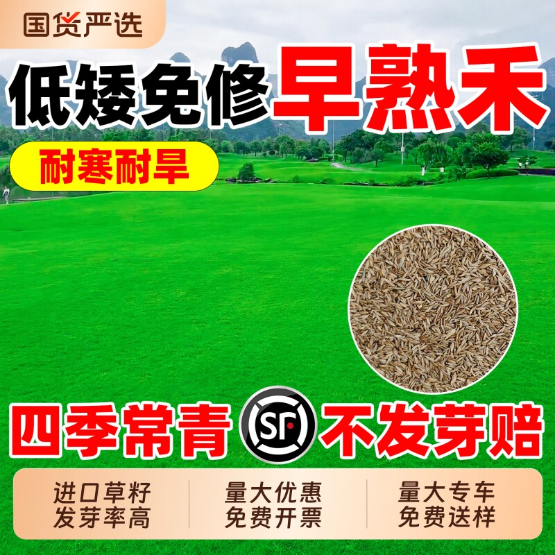 早熟禾草坪草籽多年生抗寒四季常青低矮公园民宿露营绿化草坪种子