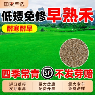 早熟禾草坪草籽多年生抗寒四季常青低矮公园民宿露营绿化草坪种子