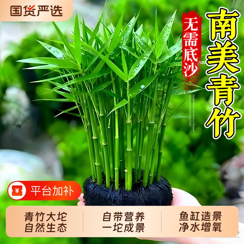 南美青竹水草鱼缸专用造景坨草植物净化水质养鱼装饰增氧生态优质