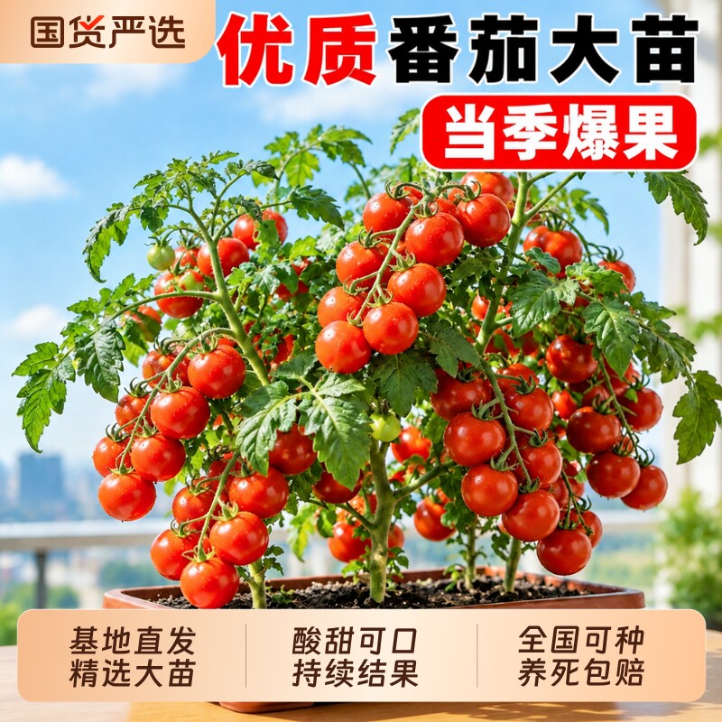 【30天爆果】特级番茄西红柿大苗图片