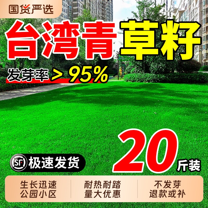台湾2号草籽草坪种子结缕草免修剪庭院四季青草种青种籽种植
