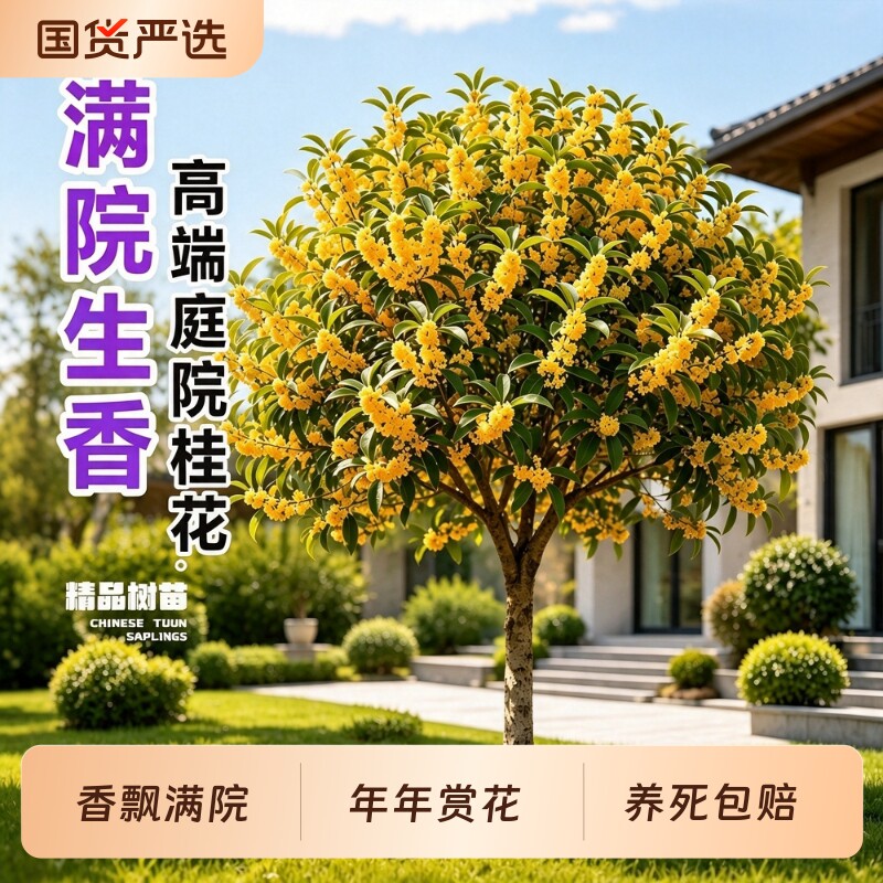 耐寒桂花树苗大树四季北方室外庭院地栽金桂盆栽丹桂开花植物阳台图片