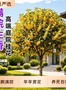 桂花树苗大树四季北方种植室外庭院别墅地栽金桂丹桂开花植物阳台