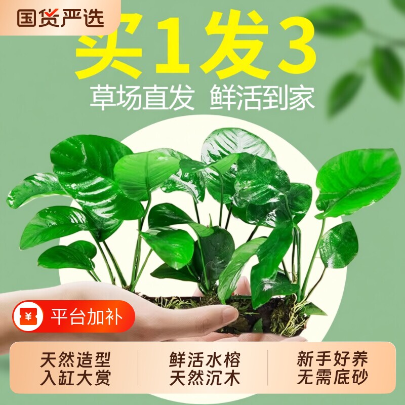 水榕沉木水草植物真草鱼缸造景阴性养鱼绿植懒人好养皇冠水质大叶