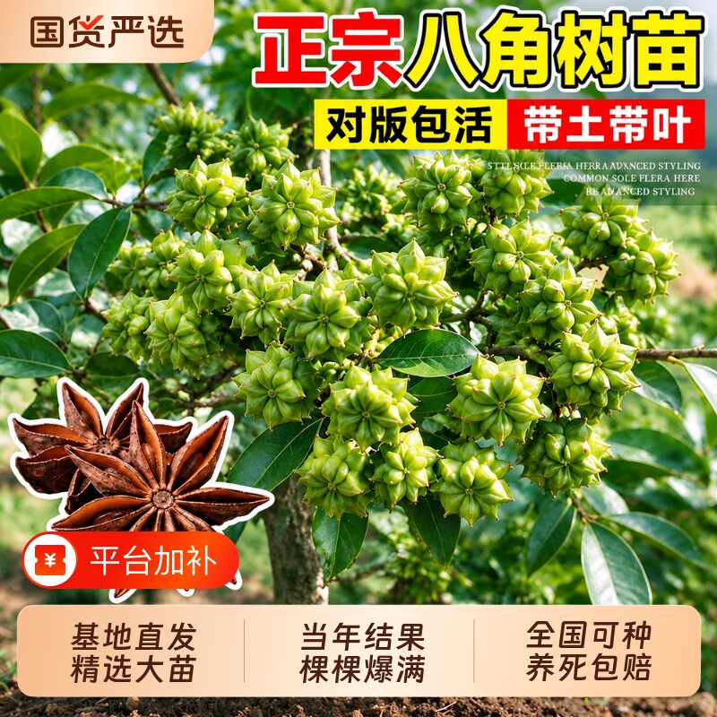 八角树树苗盆栽广西大红罗马嫁接大苗食用大料南方种植茴香树正宗