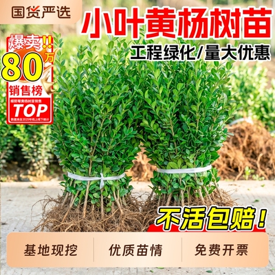 小叶黄杨树苗瓜子黄杨苗法国冬青庭院绿篱苗大叶冬青四季常青围栏
