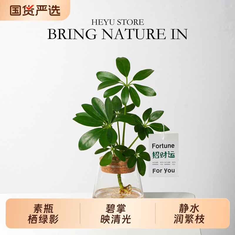 水培植物鸭脚木八方来财水养绿植室内办公室桌面盆栽四季常绿好养图片