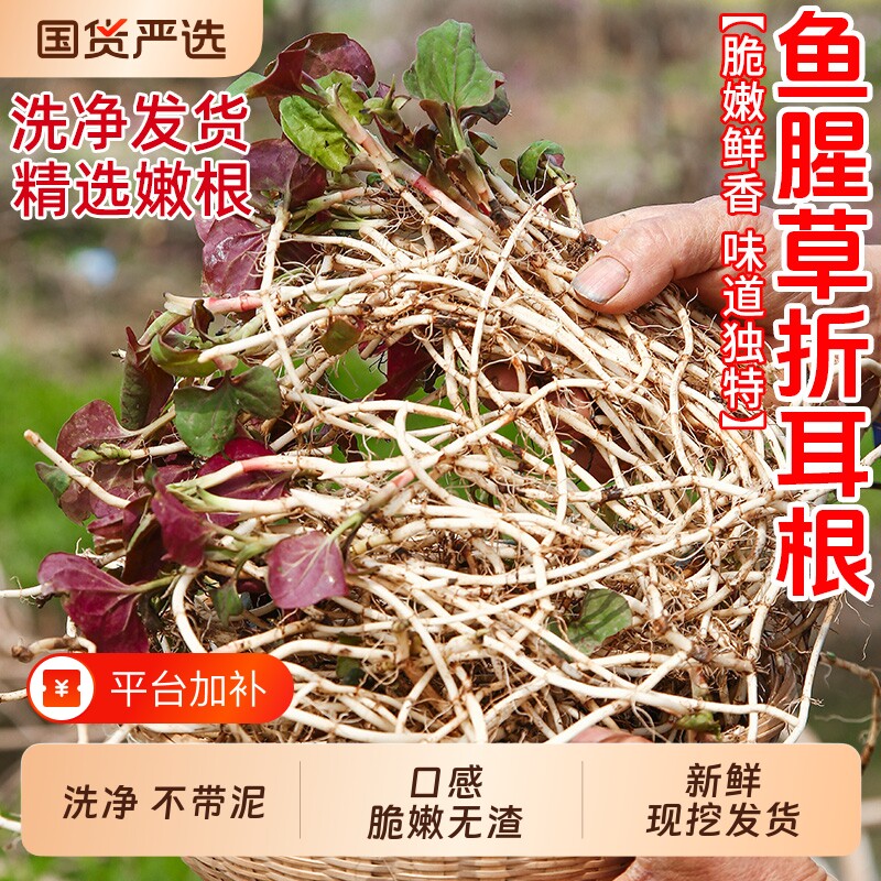 折耳根新鲜嫩芽湖北贵州猪鼻孔节儿根5斤当季野菜野生鱼腥草凉拌