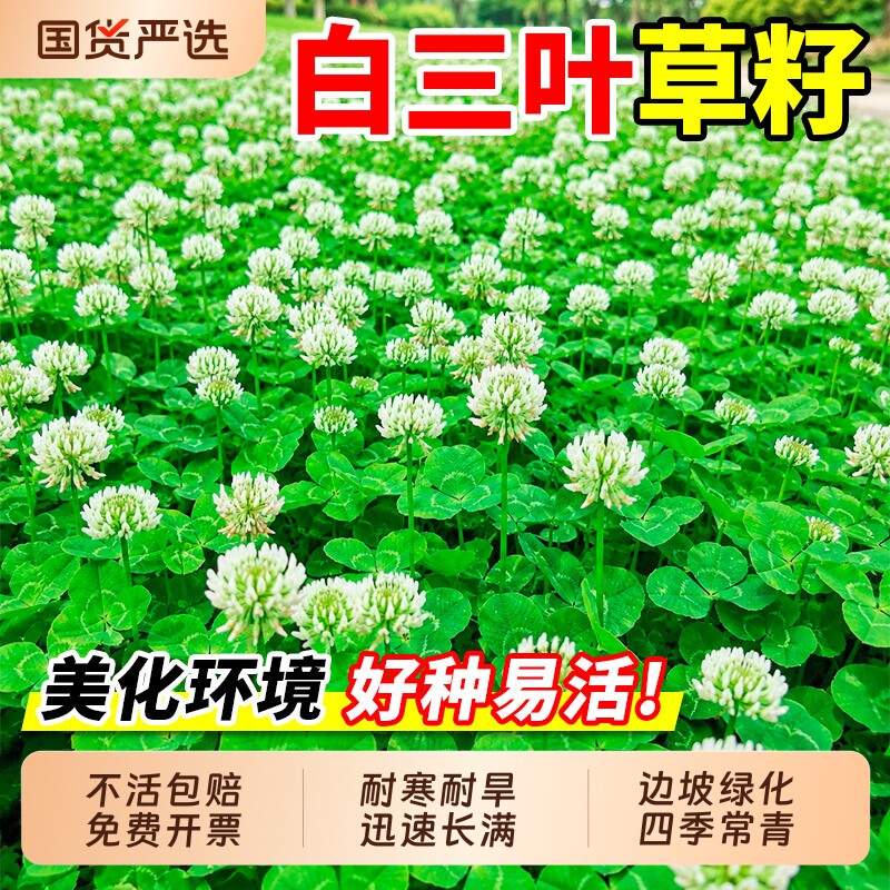 白三叶草籽进口三叶草红三叶种籽四季常青幸运草草坪草籽草种子