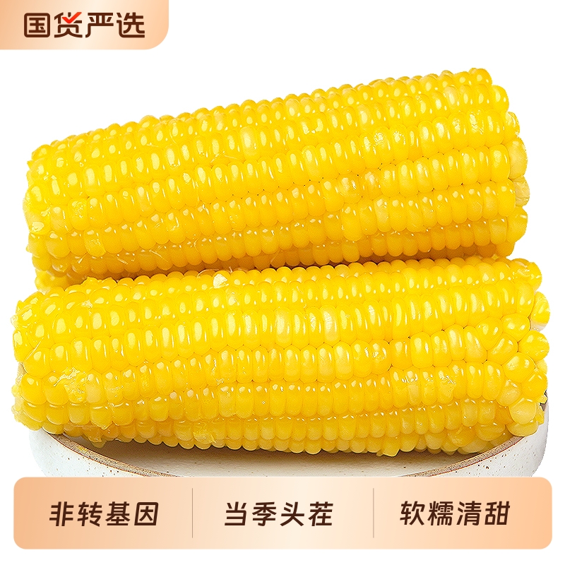 金沃瑞丰黄糯玉米棒新鲜糯玉米真空装包袋甜糯粘黏非东北即食苞米