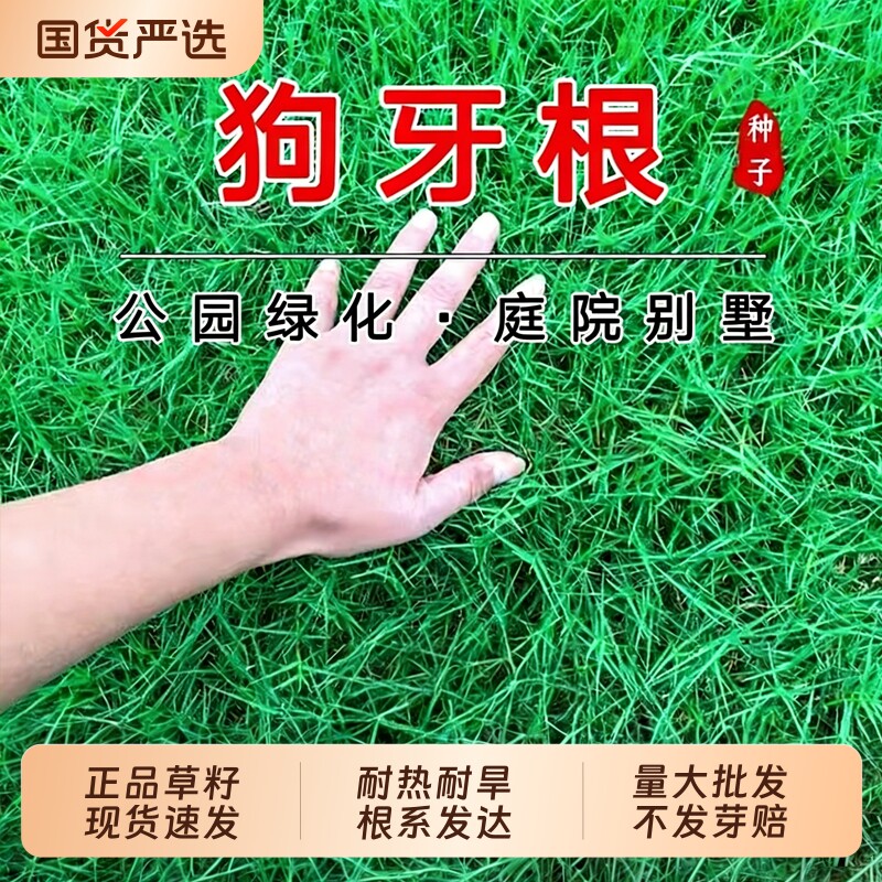 狗牙根草籽耐热四季常青种籽民宿露营公园绿化低矮耐踩踏草坪种子