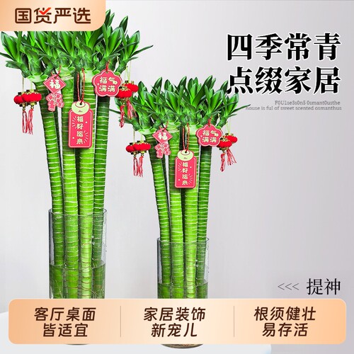 文昌竹龙竹4支带根水养转运竹节节高水培植物室内客厅植物桌面