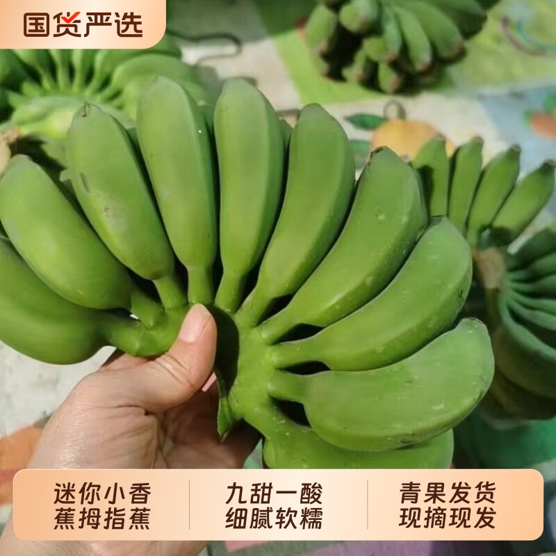 广西小米蕉净重5斤新鲜鸡蕉芭蕉香蕉无催熟无保鲜剂自然熟小米蕉