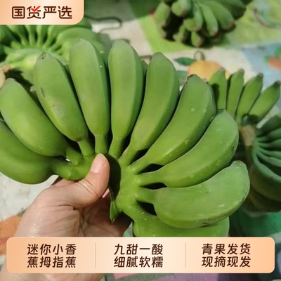 广西小米蕉净重5斤新鲜鸡蕉芭蕉香蕉无催熟无保鲜剂自然熟小米蕉