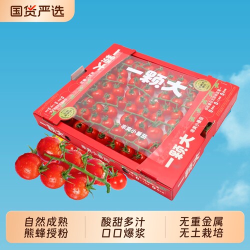 一颗大串樱桃番茄新鲜自然熟