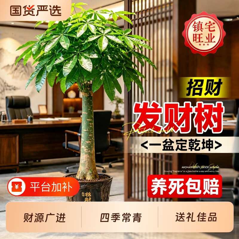开业发财树盆栽大型招财树室内植物客厅旺宅盆景落地绿植乔迁之喜