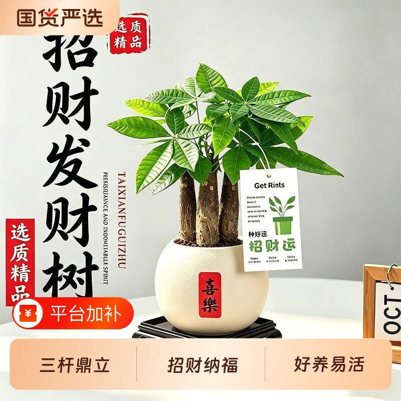 发财树盆栽植物招财室内客厅花卉办公室摆件桌面茶艺绿植禅意长青