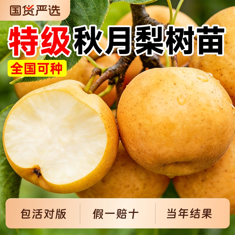 正宗秋月梨果树苗嫁接老桩新品种酥脆黄金梨带土球南北方当年结果