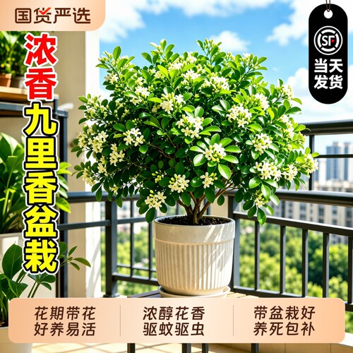 特级九里香大苗带花苞开花浓香驱蚊驱虫好养活养死包赔送肥料盆栽