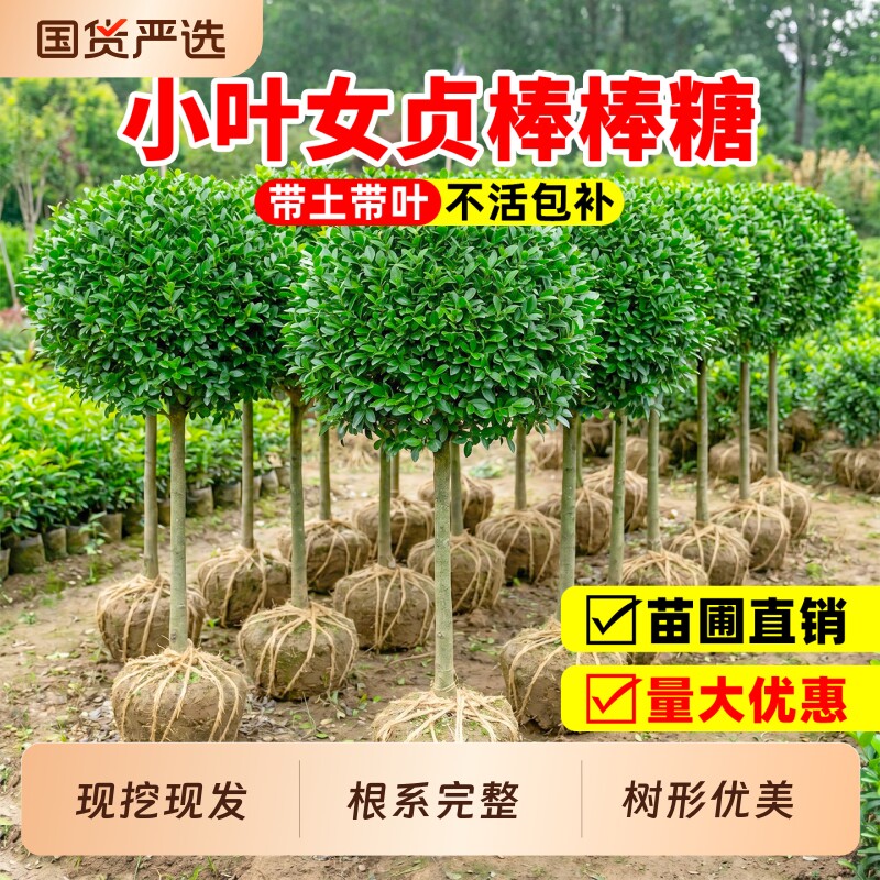 小叶女贞棒棒糖造型树四季常青耐寒球形庭院别墅绿化工程苗木种植