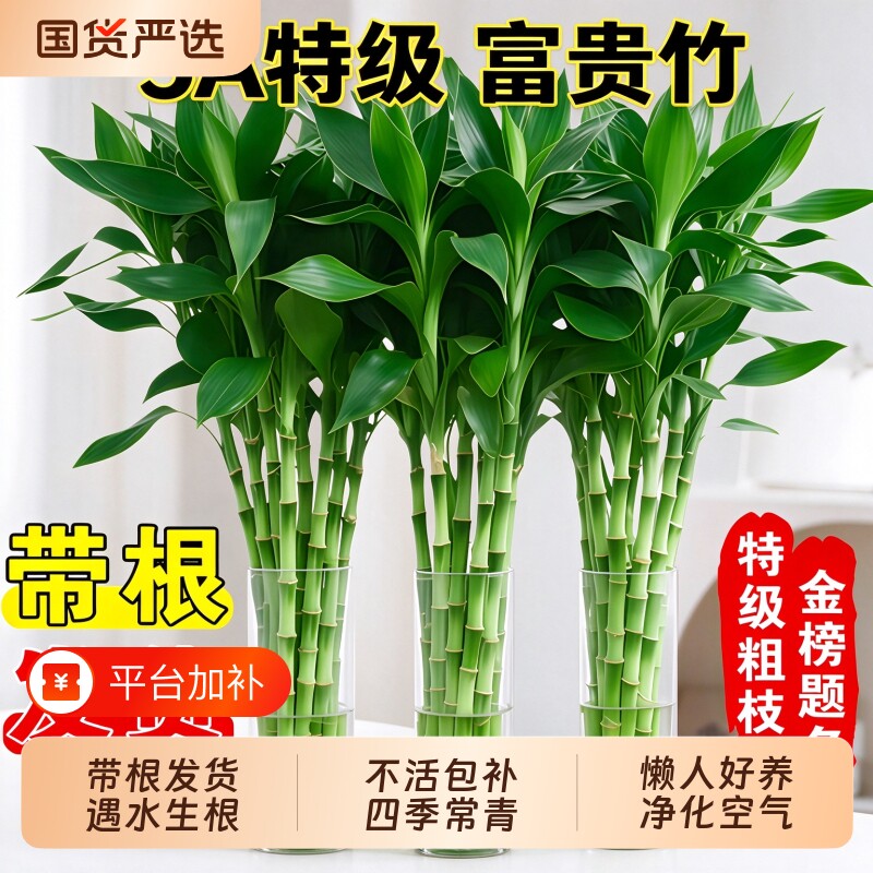 富贵竹水培植物客厅招财节节高水养超大号盆栽粗杆室内好养绿植物