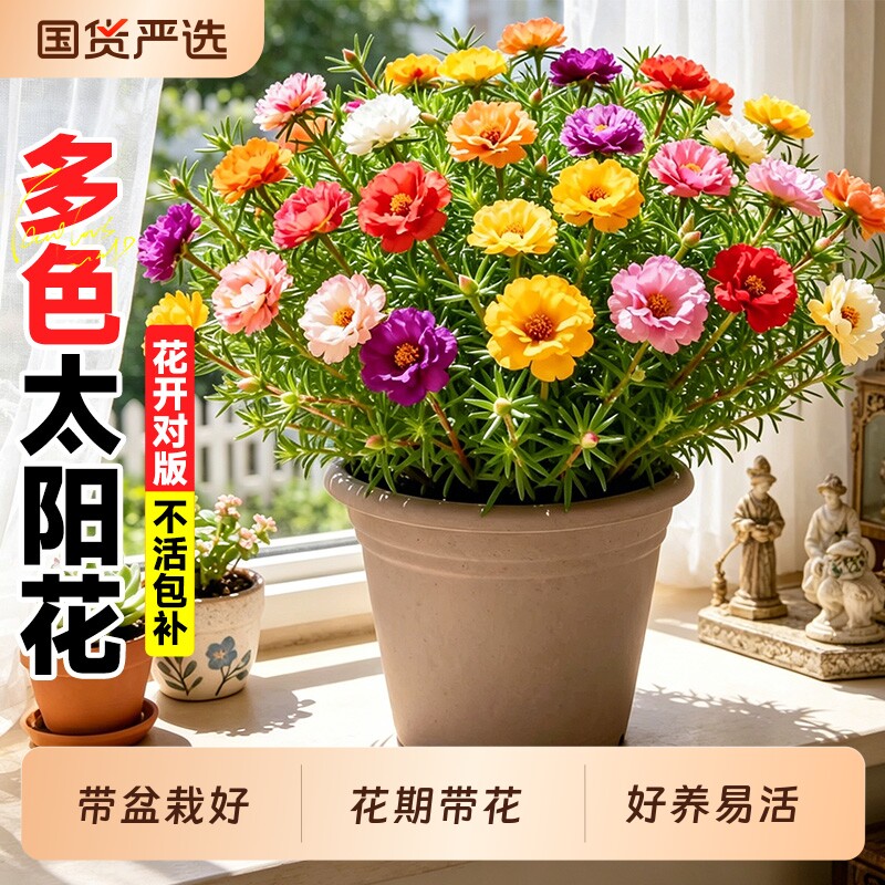 太阳花四季开花盆栽|千人加购图片